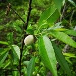 Prunus dulcis Φύλλο