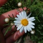 Argyranthemum WebbFlor