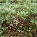 Pilea urticifolia Habitatea