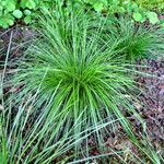 Deschampsia cespitosa Habitat