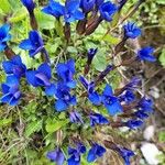 Gentiana brachyphyllaFloare