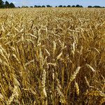 Triticum aestivum Плід