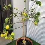 Citrus × latifolia Leaf