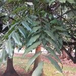 Castanospermum australe Лист