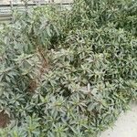 Myoporum laetum Other