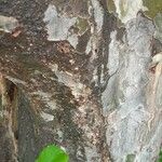 Parrotia subaequalis Corteza
