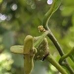Annona edulis Flor