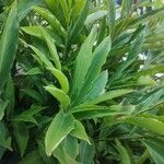 Alpinia purpurata Blatt