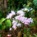 Conoclinium coelestinum Flower