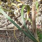 Moraea sisyrinchium برگ