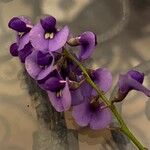 Hardenbergia comptoniana Flower