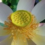 Nelumbo nucifera Blüte