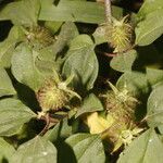 Heterotis rotundifolia Плод