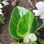 Begonia cucullata Leaf