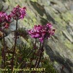 Pedicularis cenisia Habit