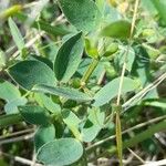 Lathyrus pubescens Leaf
