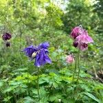 Aquilegia alpinaFlor