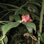 Costus scaber Kvet