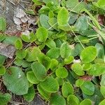 Epigaea repens 整株植物