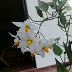 Solanum jasminoides Цвят