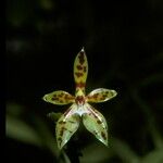 Phalaenopsis cornu-cervi Цвят