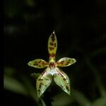 Phalaenopsis cornu-cervi Flower