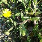 Calendula tripterocarpa 花