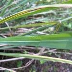 Tripsacum dactyloides Leaf