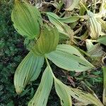 Veratrum californicum পাতা