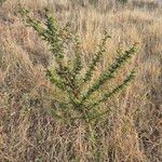 Vachellia hockii Лист