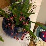 Oncidium baueriFlower