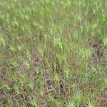 Aegilops neglecta Fruit