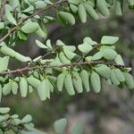 Erythroxylum rotundifolium Лист