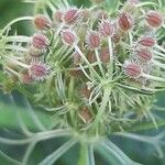 Daucus carotaFruct