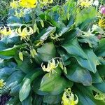 Erythronium grandiflorum Цветок
