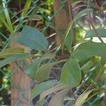 Aristolochia maxima Blüte