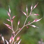 Agrostis pilosula 花