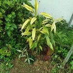 Dracaena sanderianaDeilen