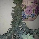 Euphorbia corsica 花