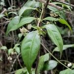 Chiococca alba Leaf