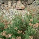 Achillea chamaemelifolia Vekstform