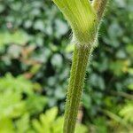 Heracleum sphondylium പുറംതൊലി