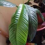 Philodendron campii
