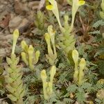 Scutellaria orientalis عادت داشتن