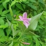 Jasminum beesianum फूल