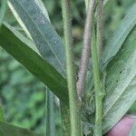 Sida linifolia Blatt