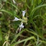 Ocimum filamentosum Floare