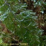 Hymenophyllum tunbrigense Други