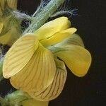 Crotalaria chrysochlora Virág