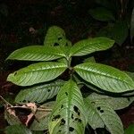 Psychotria microbotrys Hoja